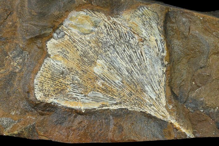Fossil Ginkgo Leaf From North Dakota - Paleocene #132546